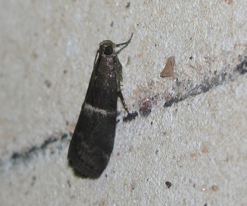 Elegia similella? S